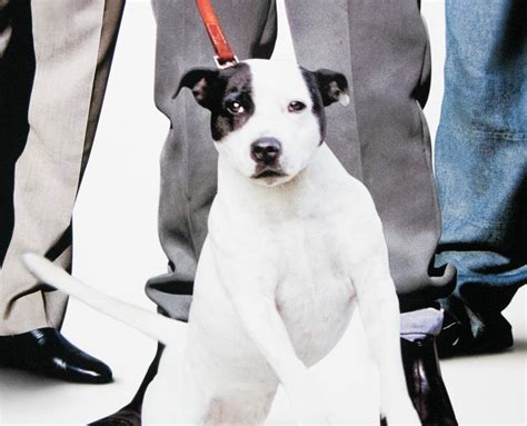 snatch movie dog.